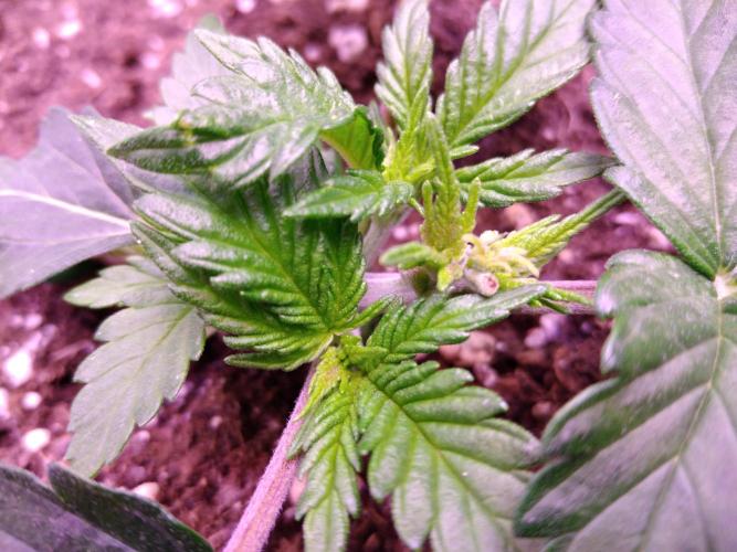 Der Klassiker !. Week 3