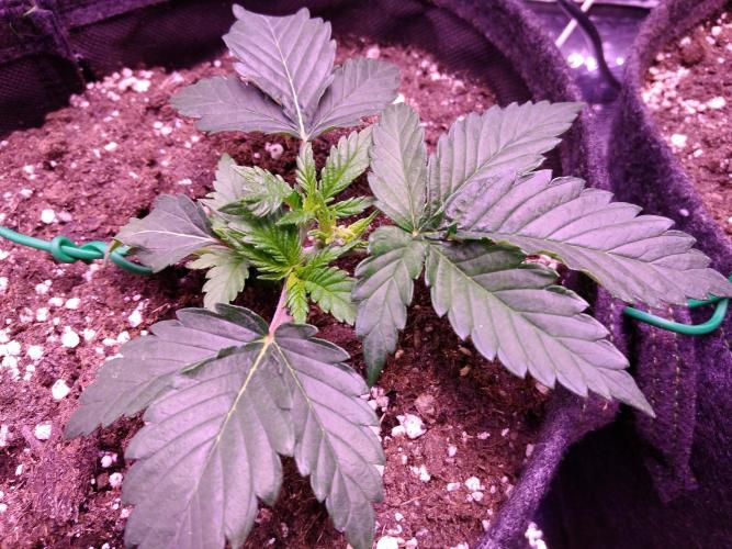 Der Klassiker !. Week 3