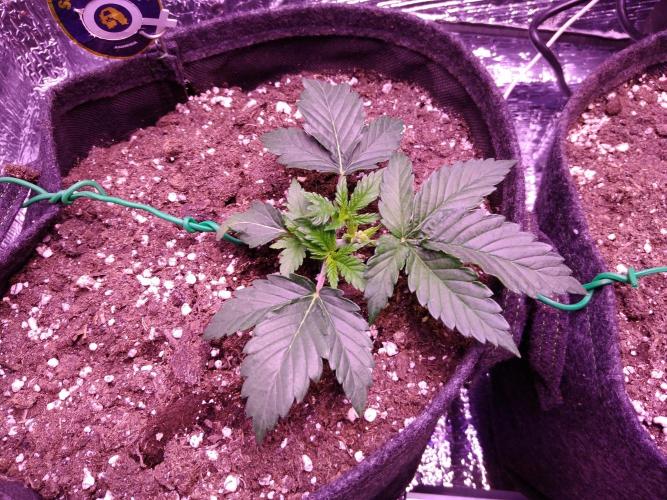 Der Klassiker !. Week 3