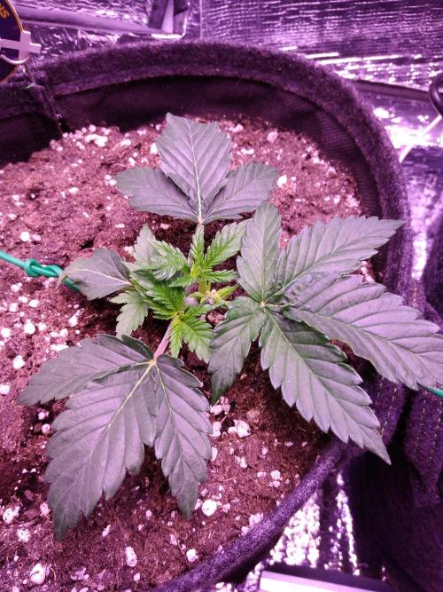 Der Klassiker !. Week 3