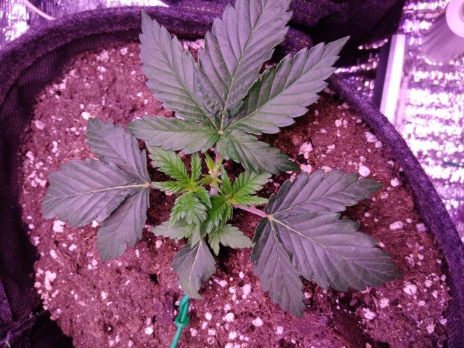 Der Klassiker !. Week 3