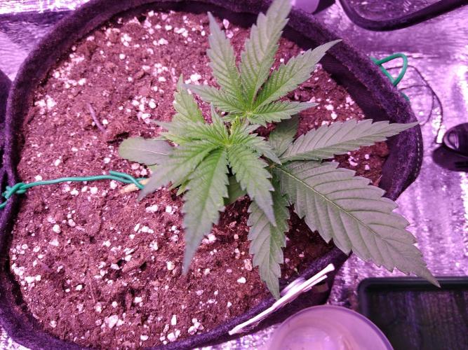 Crackers von Super Strains. Week 3