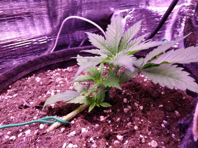 Crackers von Super Strains. Week 3