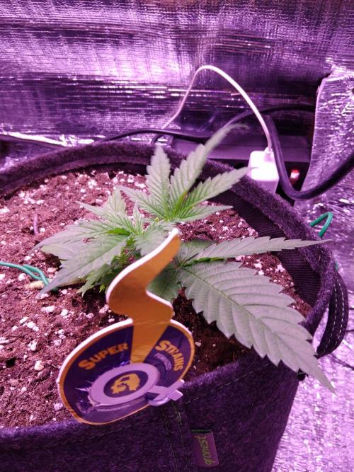 Crackers von Super Strains. Week 3