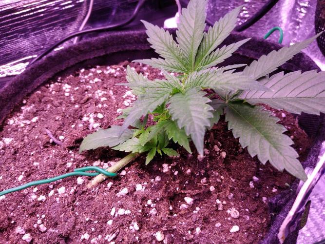 Crackers von Super Strains. Week 3