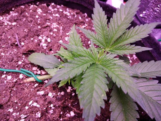 Crackers von Super Strains. Week 3