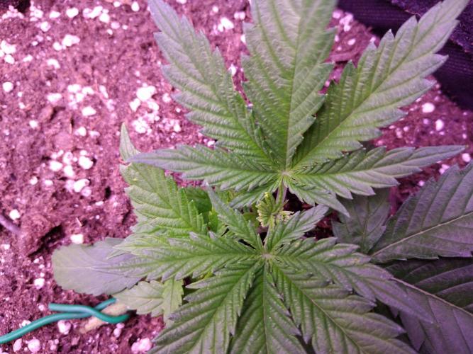 Crackers von Super Strains. Week 3