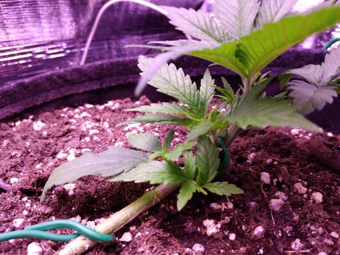 Crackers von Super Strains. Week 3