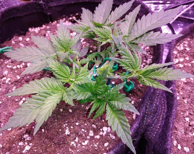 Der Klassiker !. Week 4