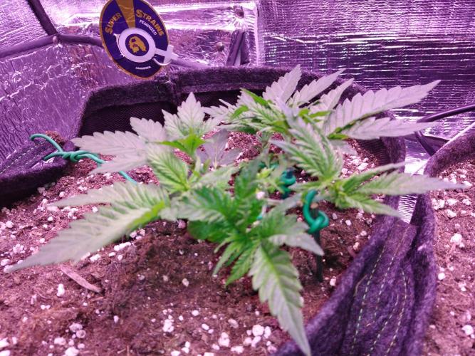 Der Klassiker !. Week 4