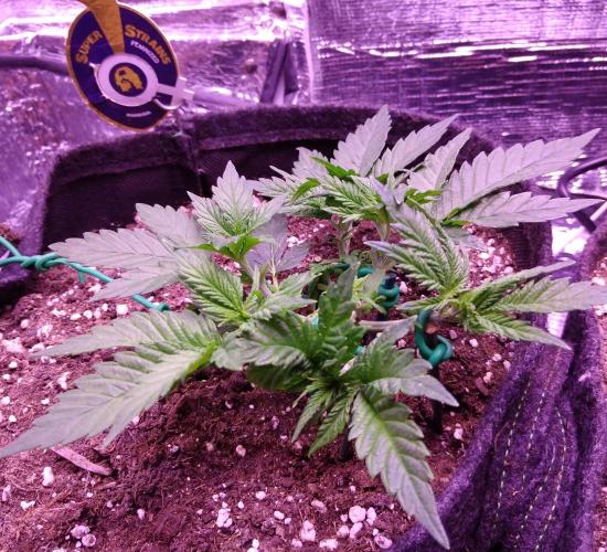 Der Klassiker !. Week 4