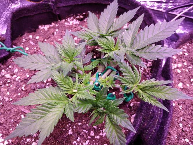 Der Klassiker !. Week 4