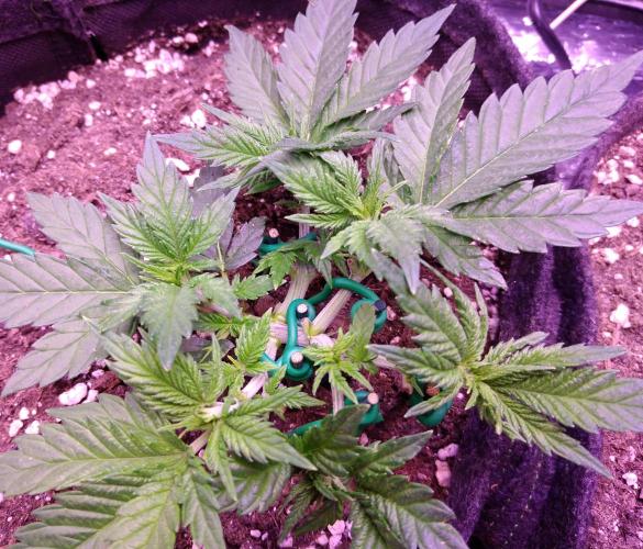 Der Klassiker !. Week 4