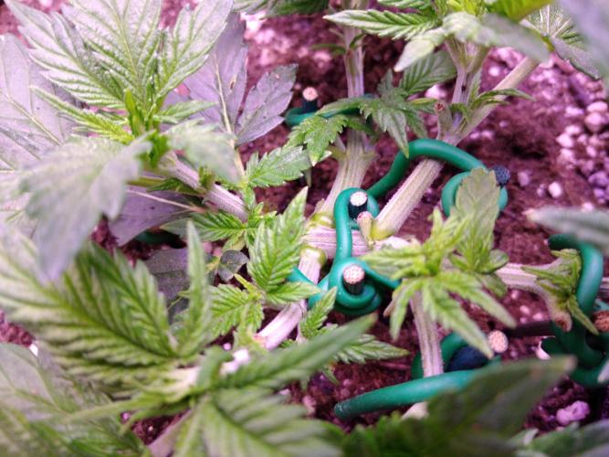 Der Klassiker !. Week 4