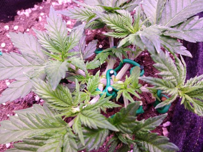 Der Klassiker !. Week 4