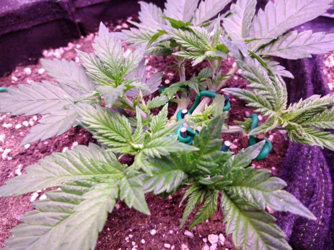 Der Klassiker !. Week 4