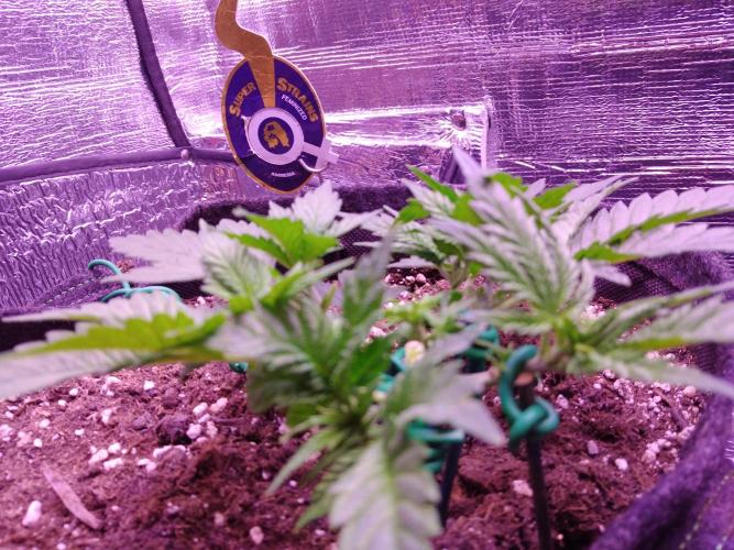 Der Klassiker !. Week 4