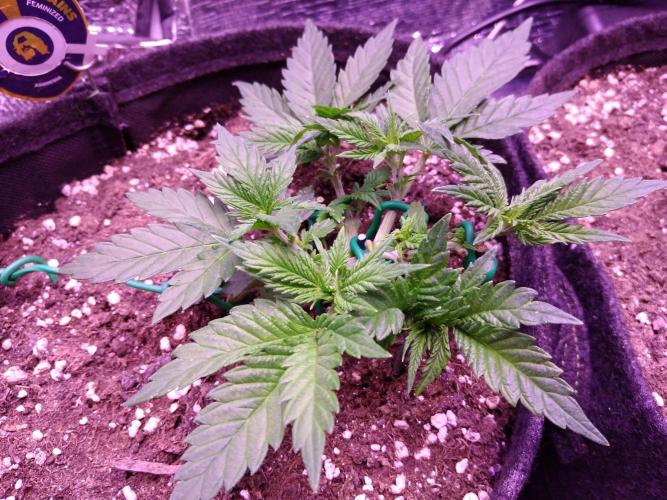 Der Klassiker !. Week 4