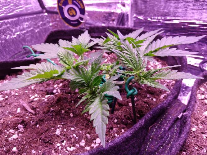 Der Klassiker !. Week 4