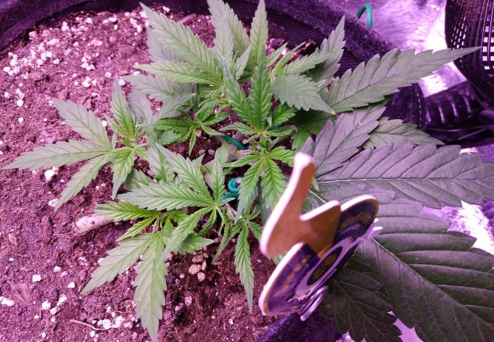 Crackers von Super Strains. Week 4