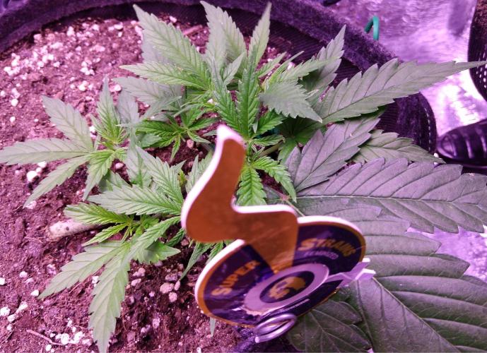 Crackers von Super Strains. Week 4