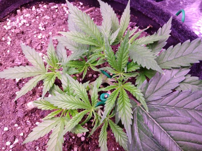 Crackers von Super Strains. Week 4