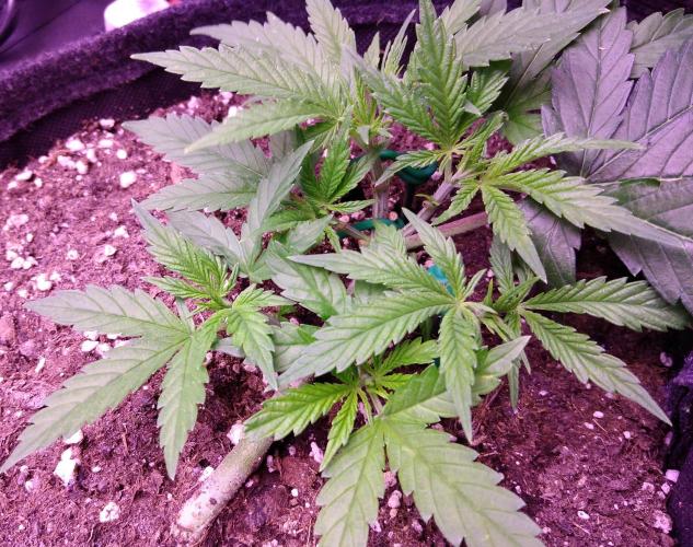 Crackers von Super Strains. Week 4