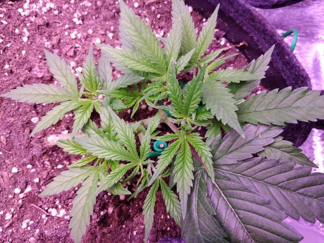 Crackers von Super Strains. Week 4