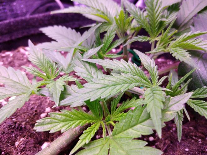 Crackers von Super Strains. Week 4