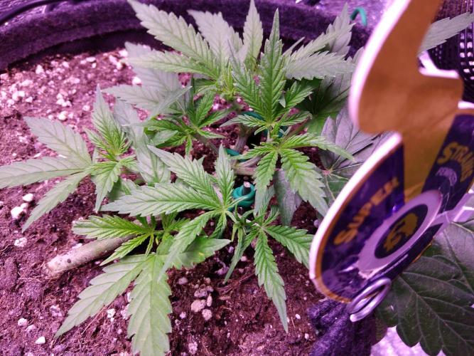 Crackers von Super Strains. Week 4