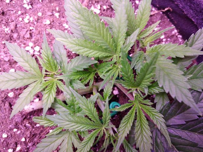 Crackers von Super Strains. Week 4