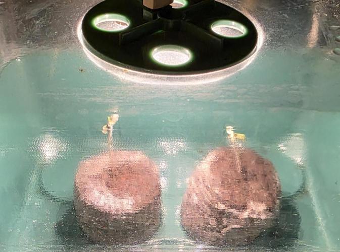 Eternity Grow Cup 2026. Week 0