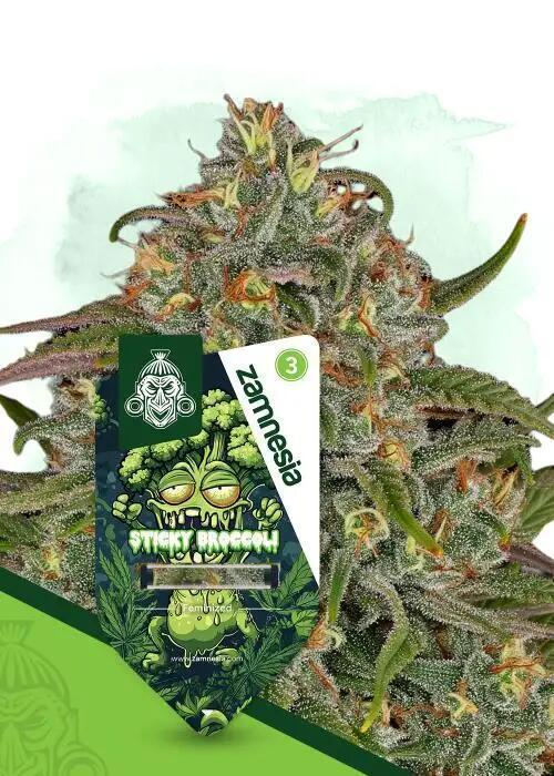 Eternity Grow Cup 2026. Week 0