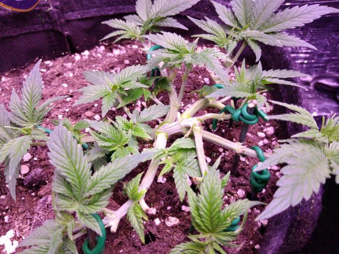 Der Klassiker !. Week 5