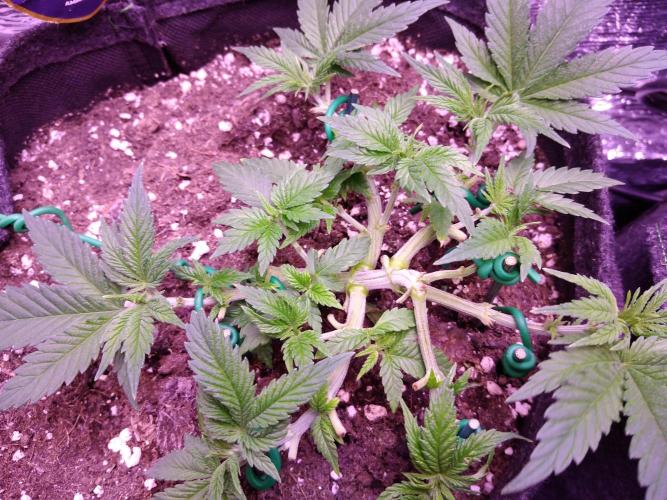 Der Klassiker !. Week 5