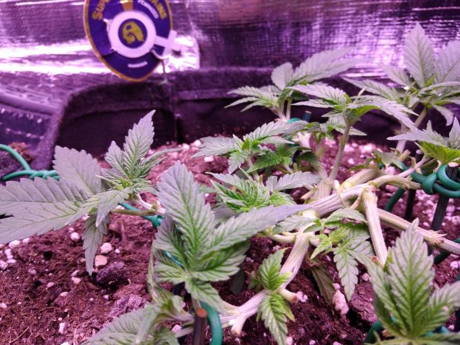 Der Klassiker !. Week 5