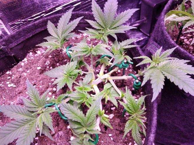 Der Klassiker !. Week 5