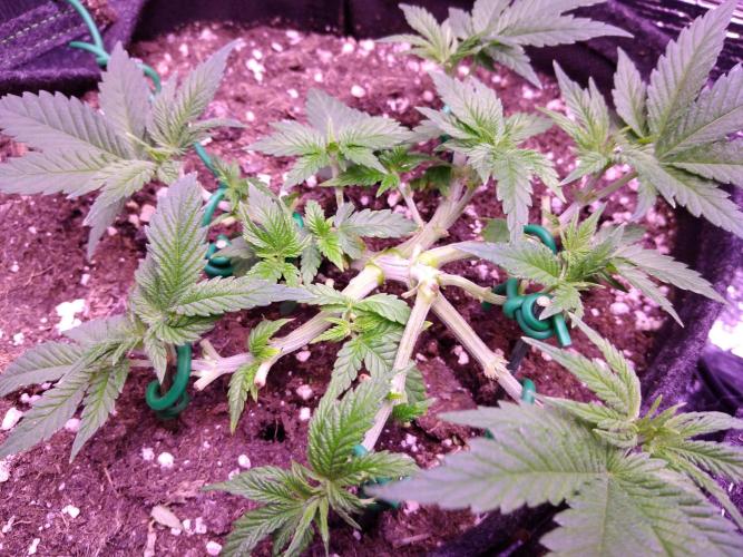 Der Klassiker !. Week 5