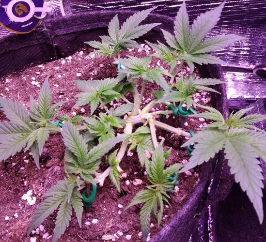 Der Klassiker !. Week 5