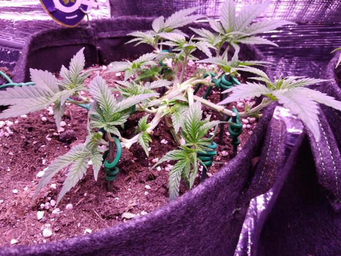 Der Klassiker !. Week 5