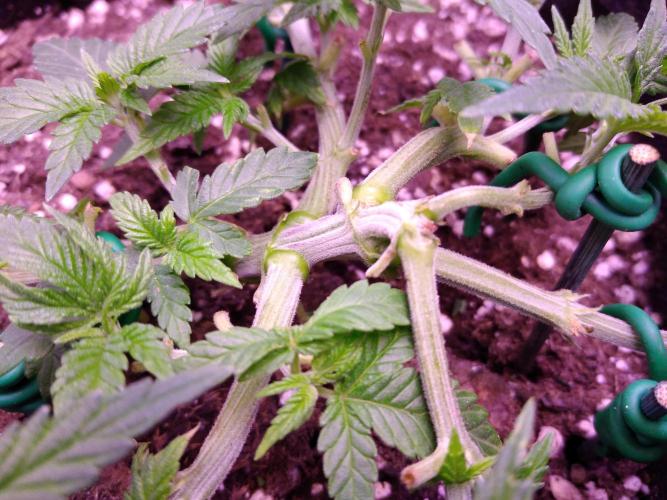 Der Klassiker !. Week 5