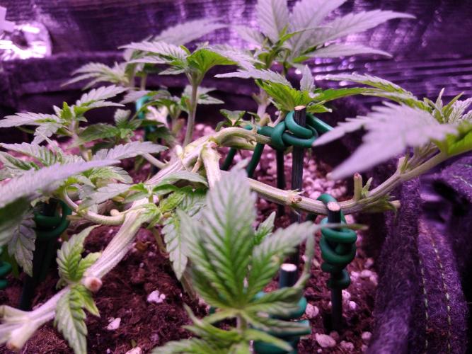 Der Klassiker !. Week 5