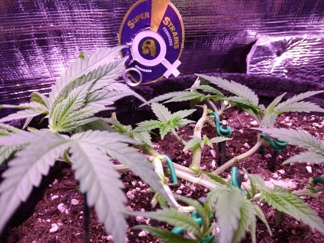 Crackers von Super Strains. Week 5