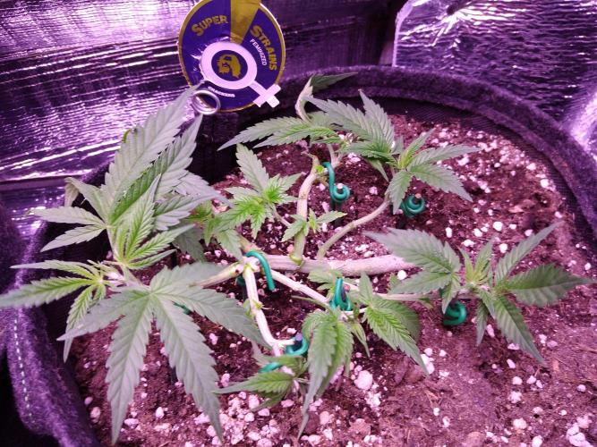 Crackers von Super Strains. Week 5