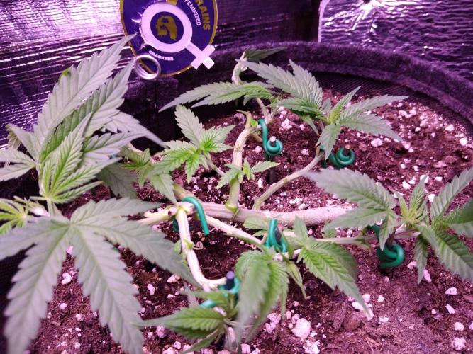 Crackers von Super Strains. Week 5