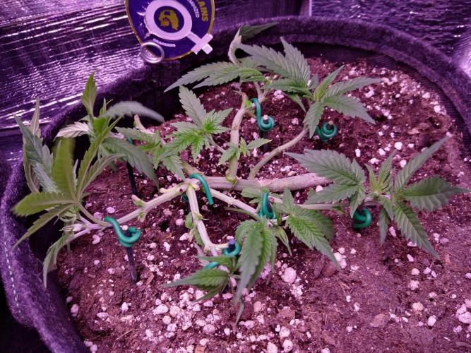 Crackers von Super Strains. Week 5