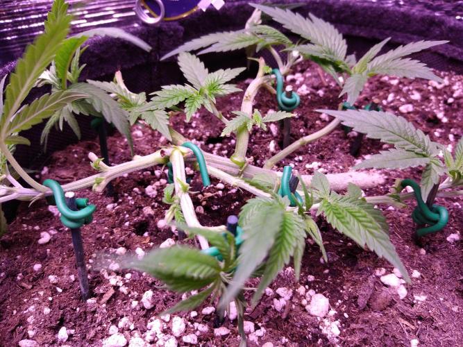 Crackers von Super Strains. Week 5