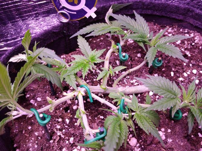 Crackers von Super Strains. Week 5