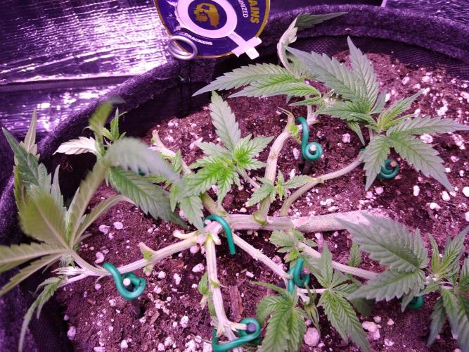 Crackers von Super Strains. Week 5