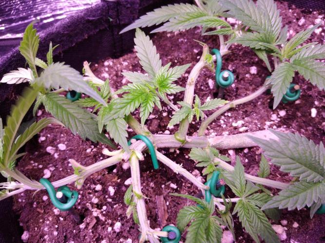 Crackers von Super Strains. Week 5